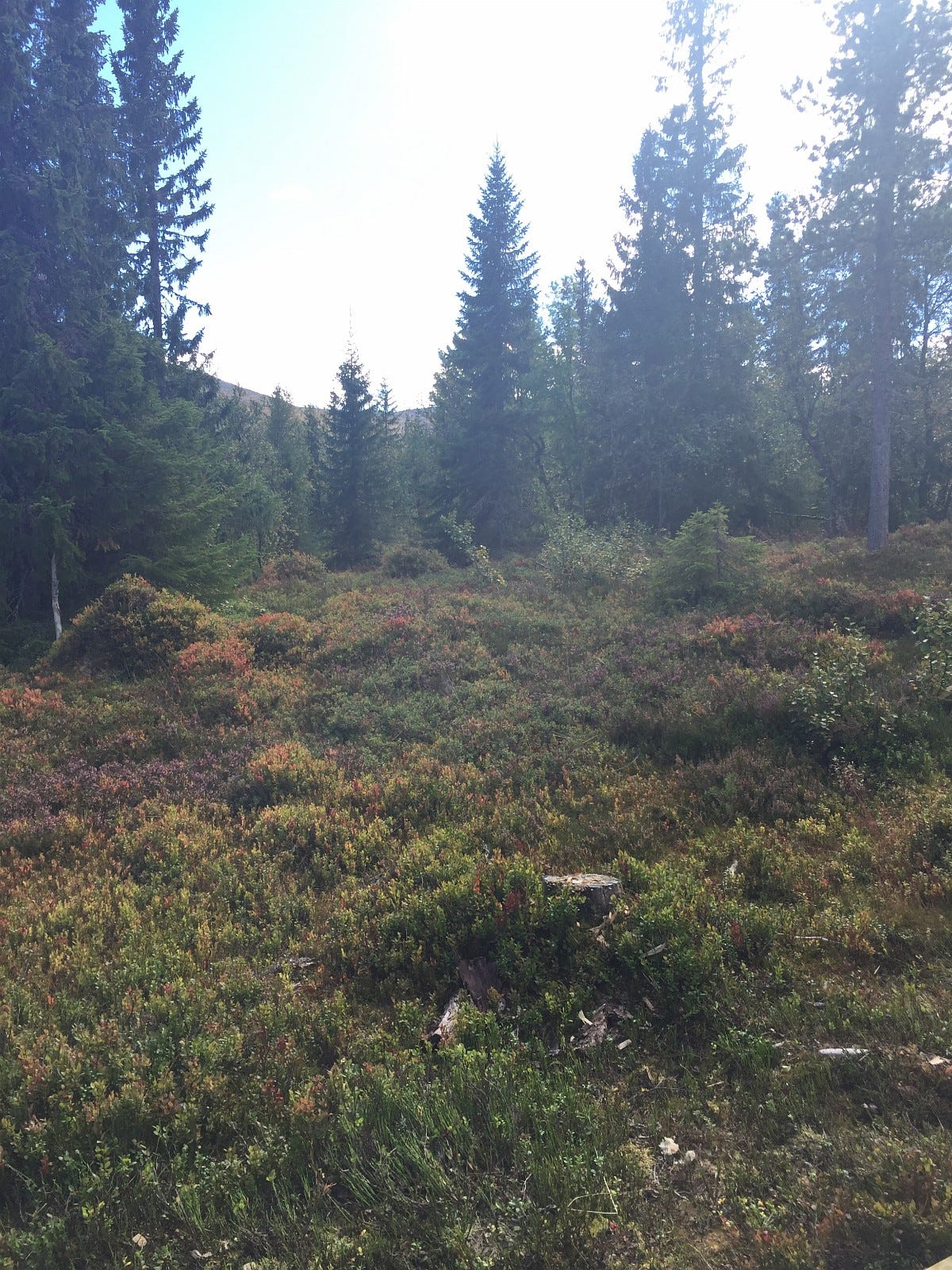 høst i fjellet Galleribilde