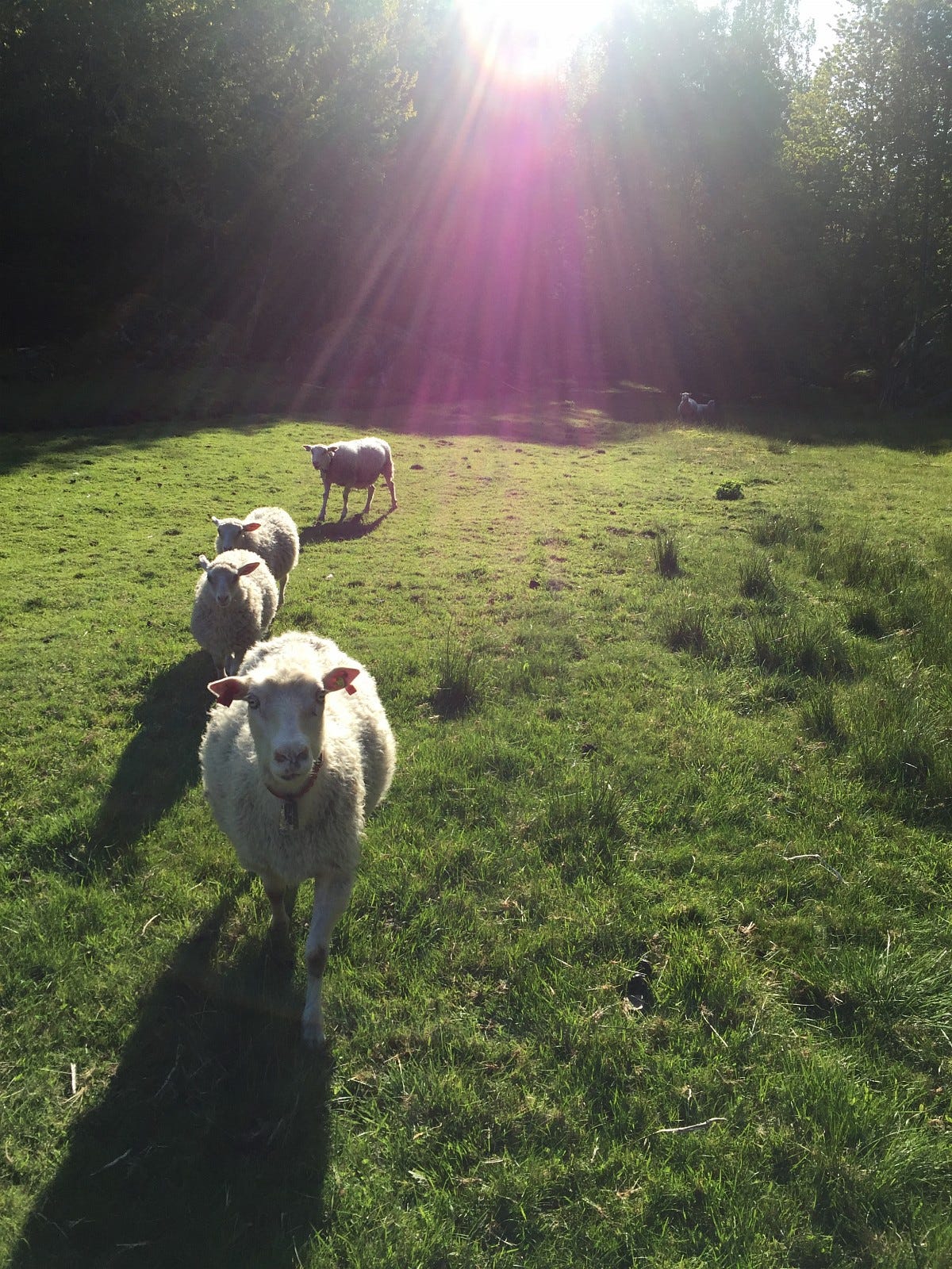 Nærkontakt med dyr. Liten sauedrift på gården hvor man kan ta del i stellet Galleribilde