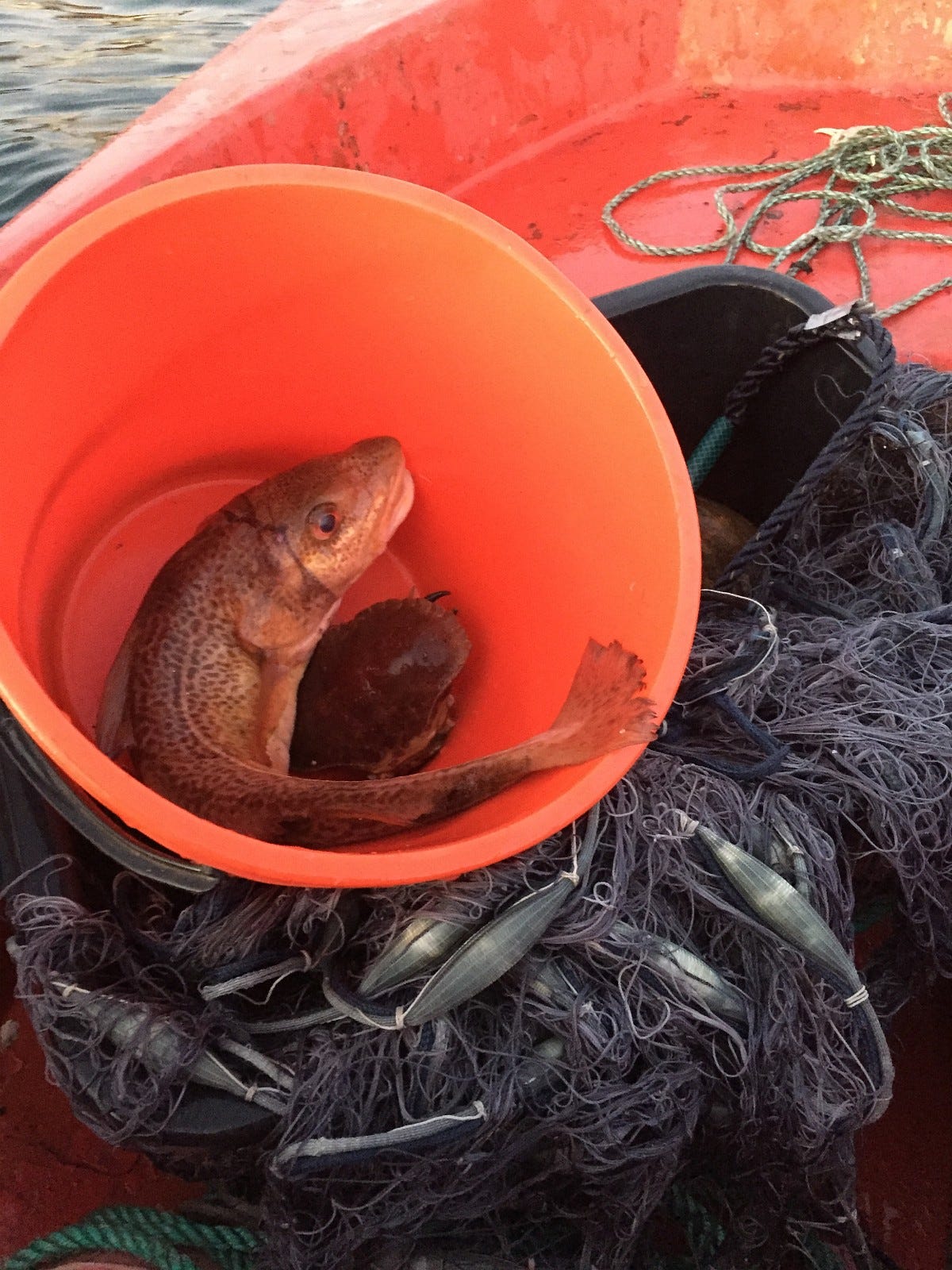 Fiske for store og små Galleribilde