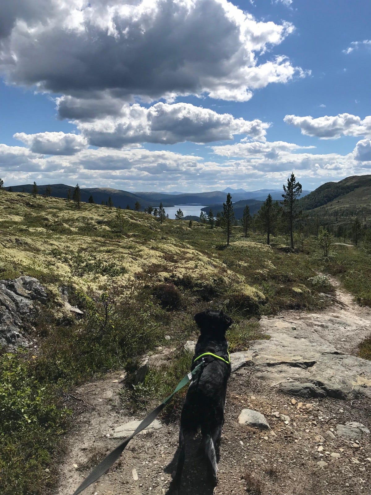 Savalsjøen sett på tur mot Hemstadtjønna Galleribilde