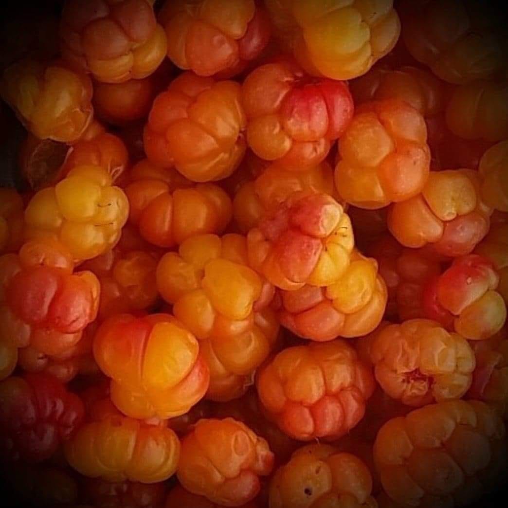 Fine turområder Galleribilde