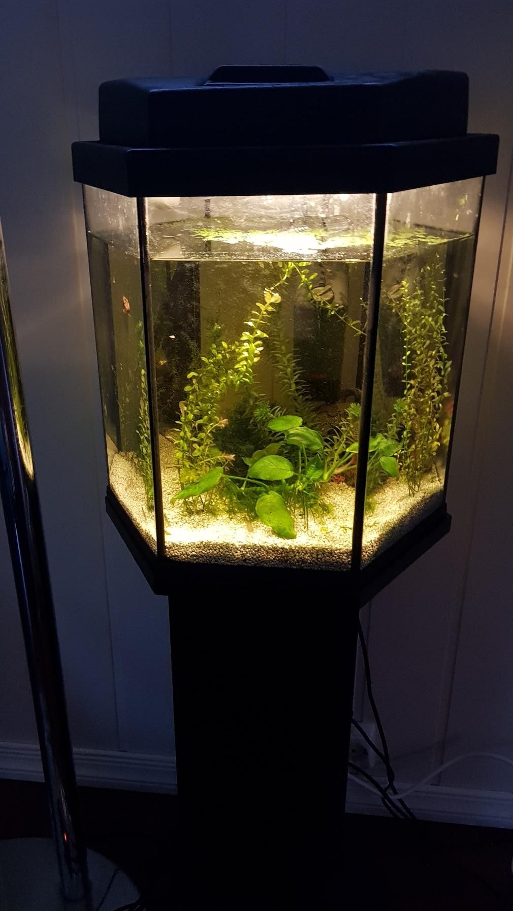 Komplett akvarie med fisk, reker og utstyr | FINN.no Komplett Akvarium med 12 fisker | FINN.no
