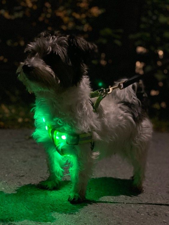 Grønn LED-blinker med krok  Pets of Norway - Utstyr til hund, katt og fisk  på nett