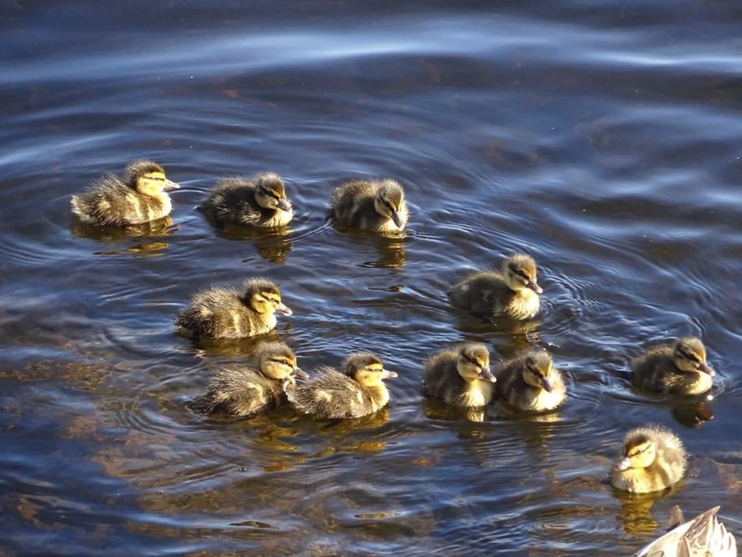 Noen av naboene. Galleribilde