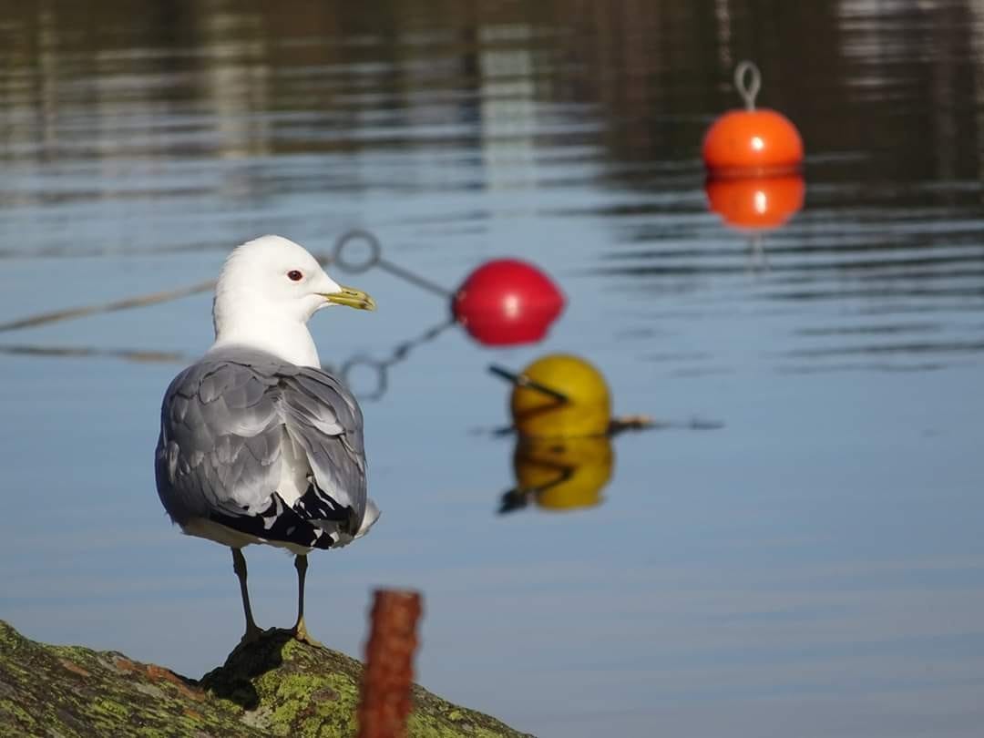 Noen av naboene. Galleribilde