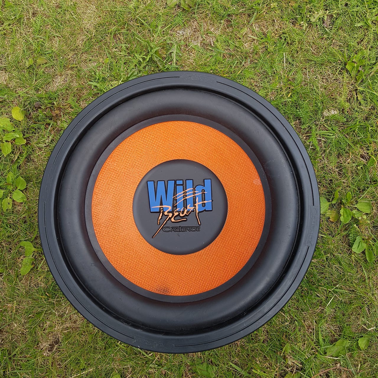 cadence wild beast 12