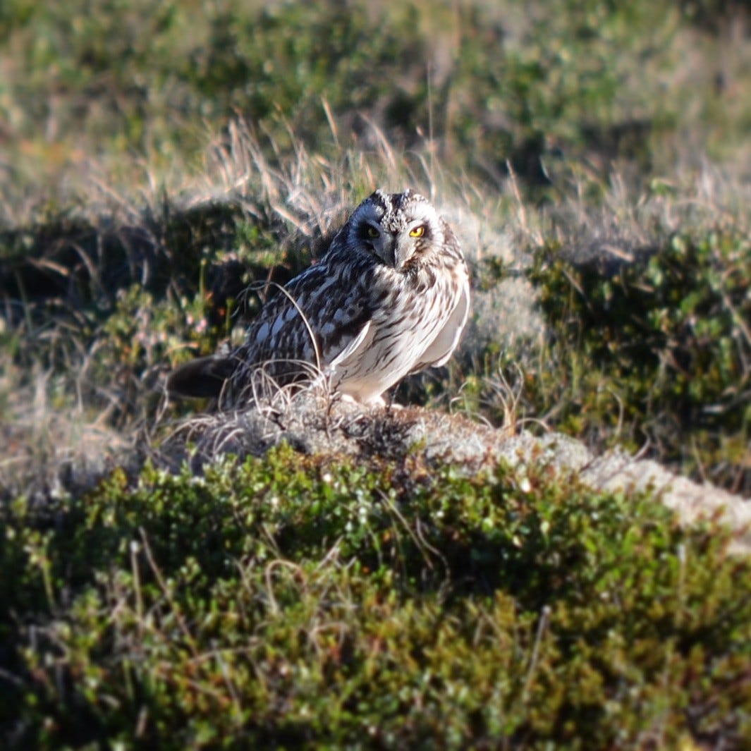 Grimsdalen har et rikt dyre- og fugleliv Galleribilde