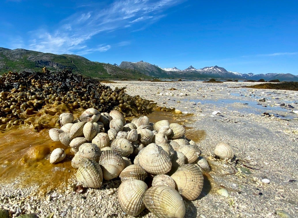 Havets delikatesser, hjerteskjell Galleribilde