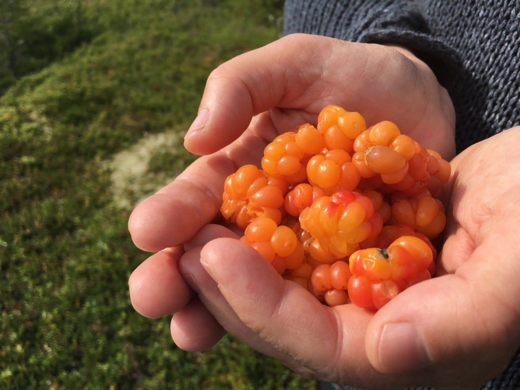 En neve solskinn Galleribilde