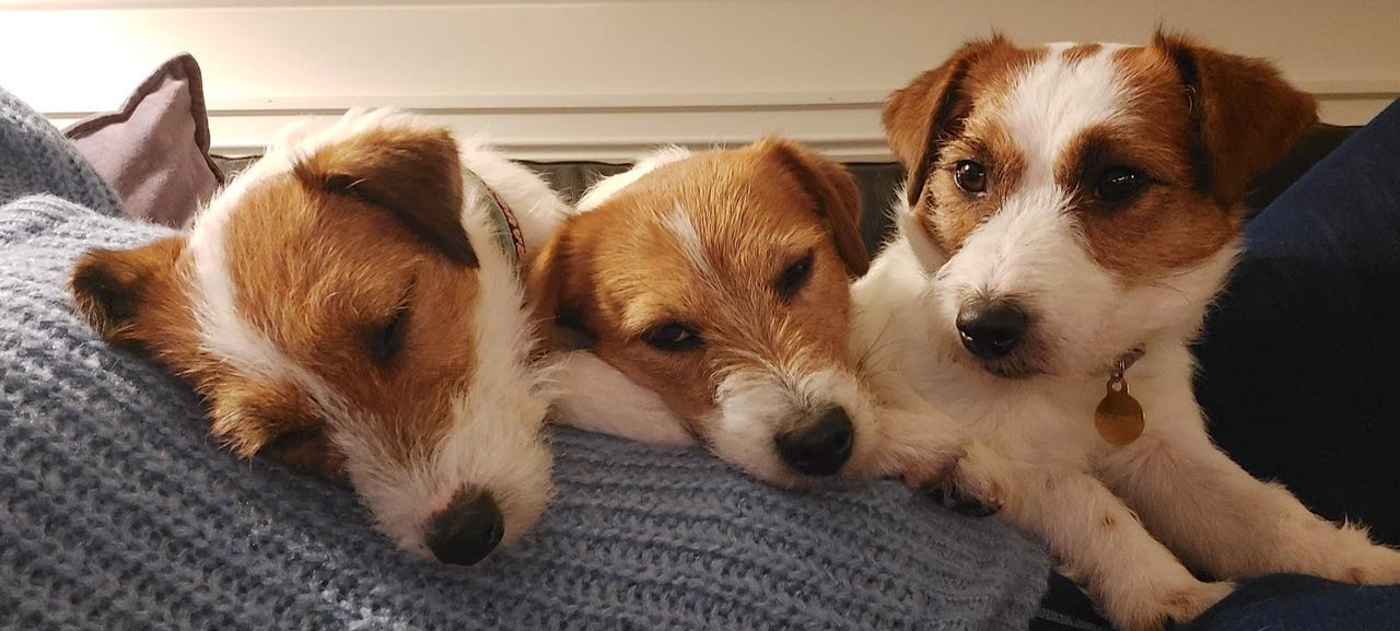 Jack russell terrier