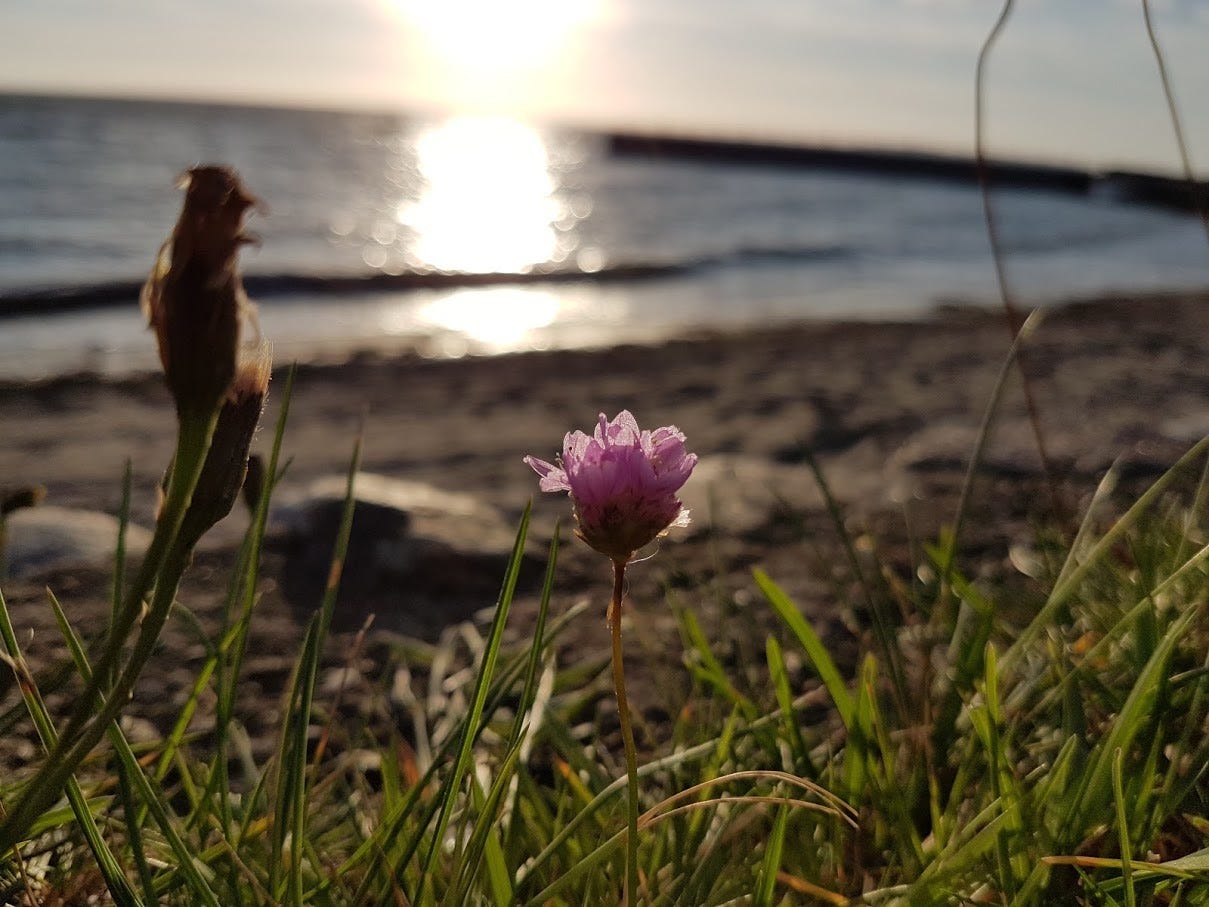 Sommer Galleribilde
