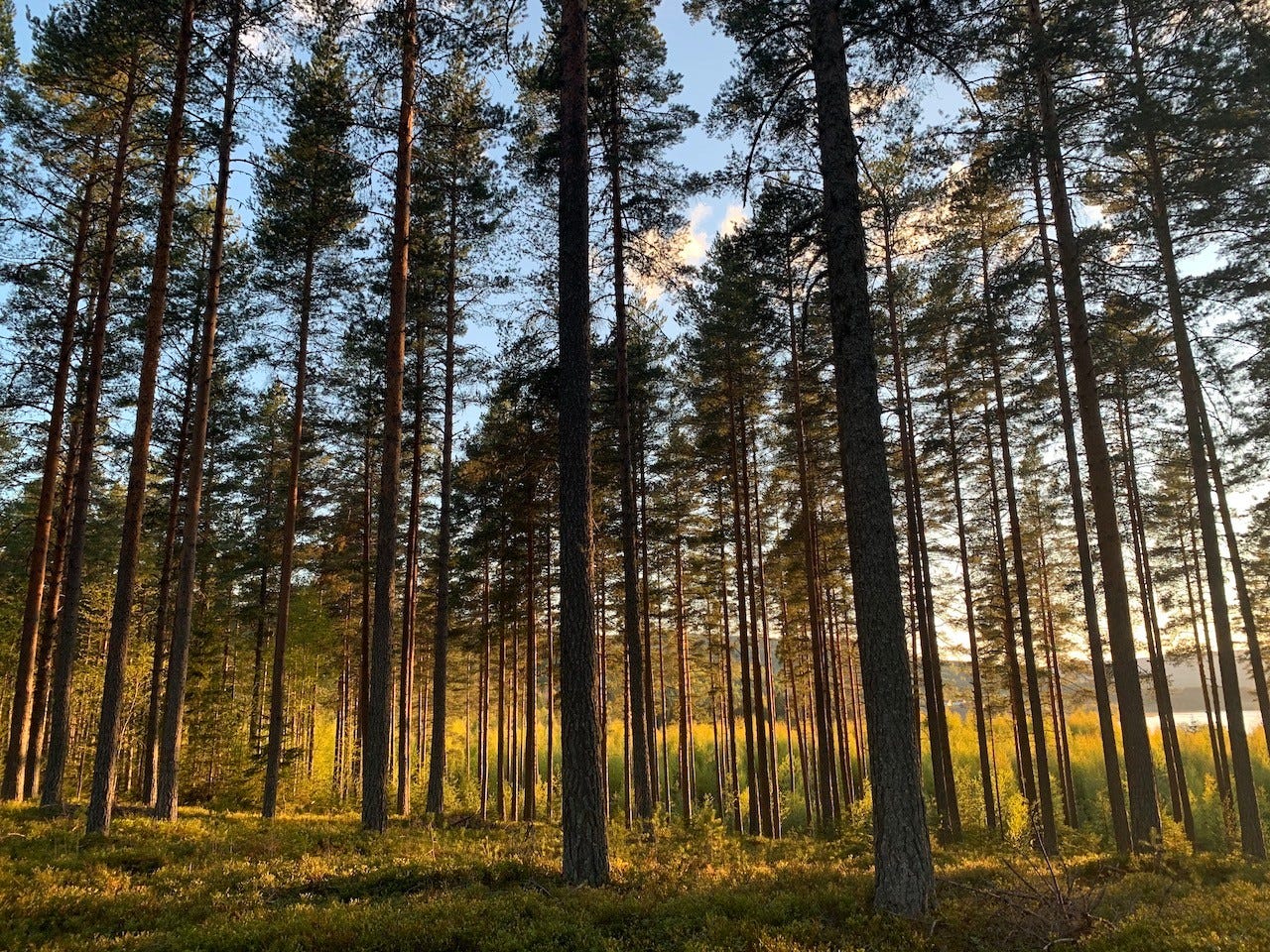 Skogen rundt Galleribilde