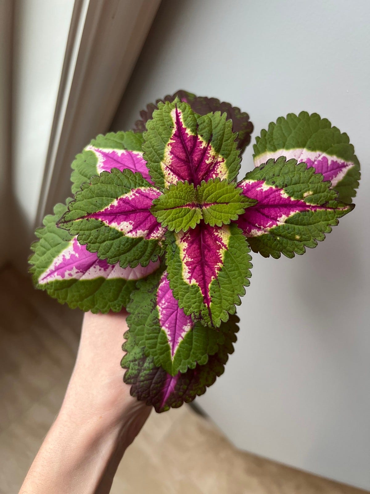 Frodige China Rose-stiklinger med kraftige røtter | FINN torget