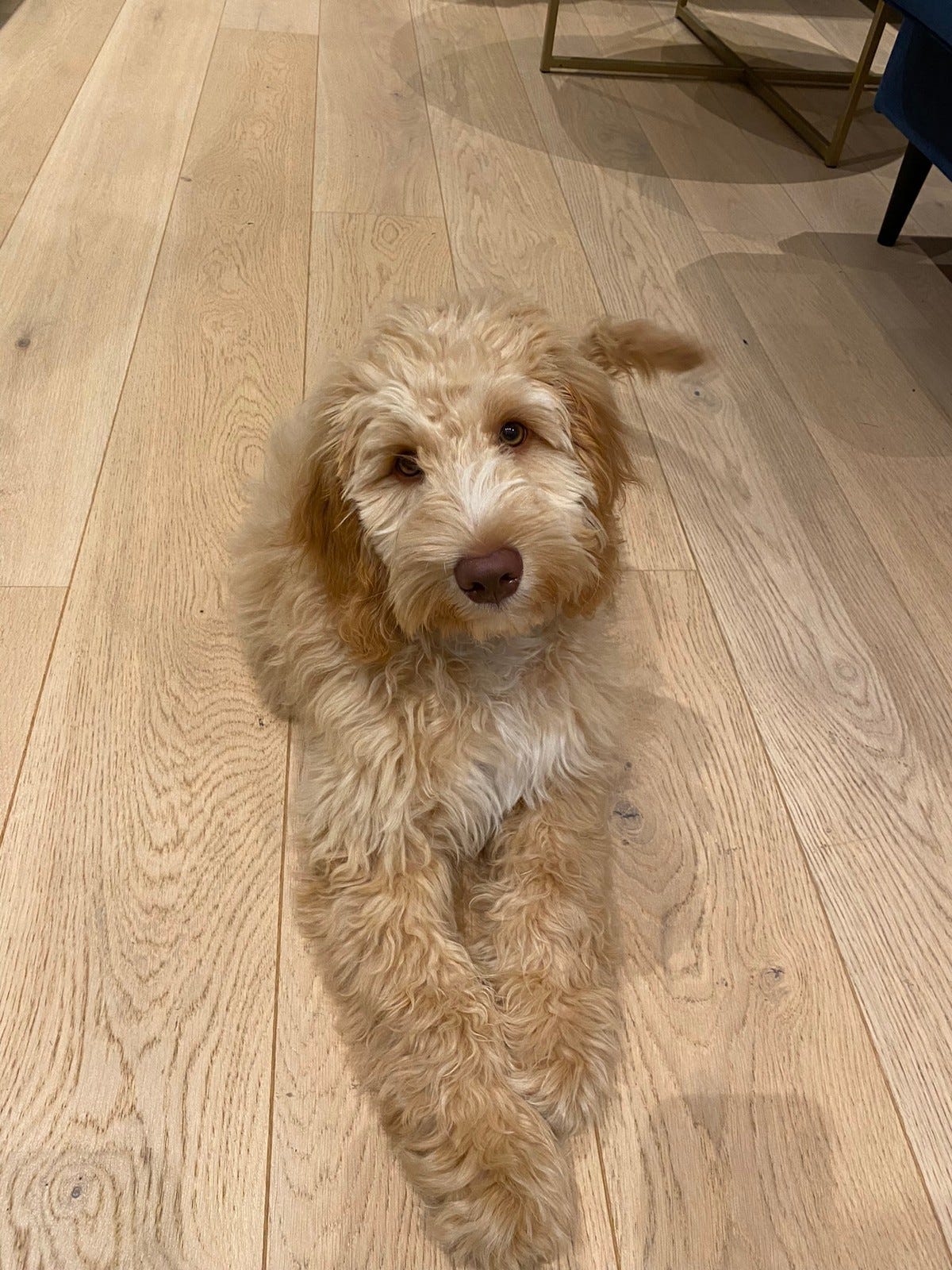 Australian Cobberdog valp RESERVERT FINN