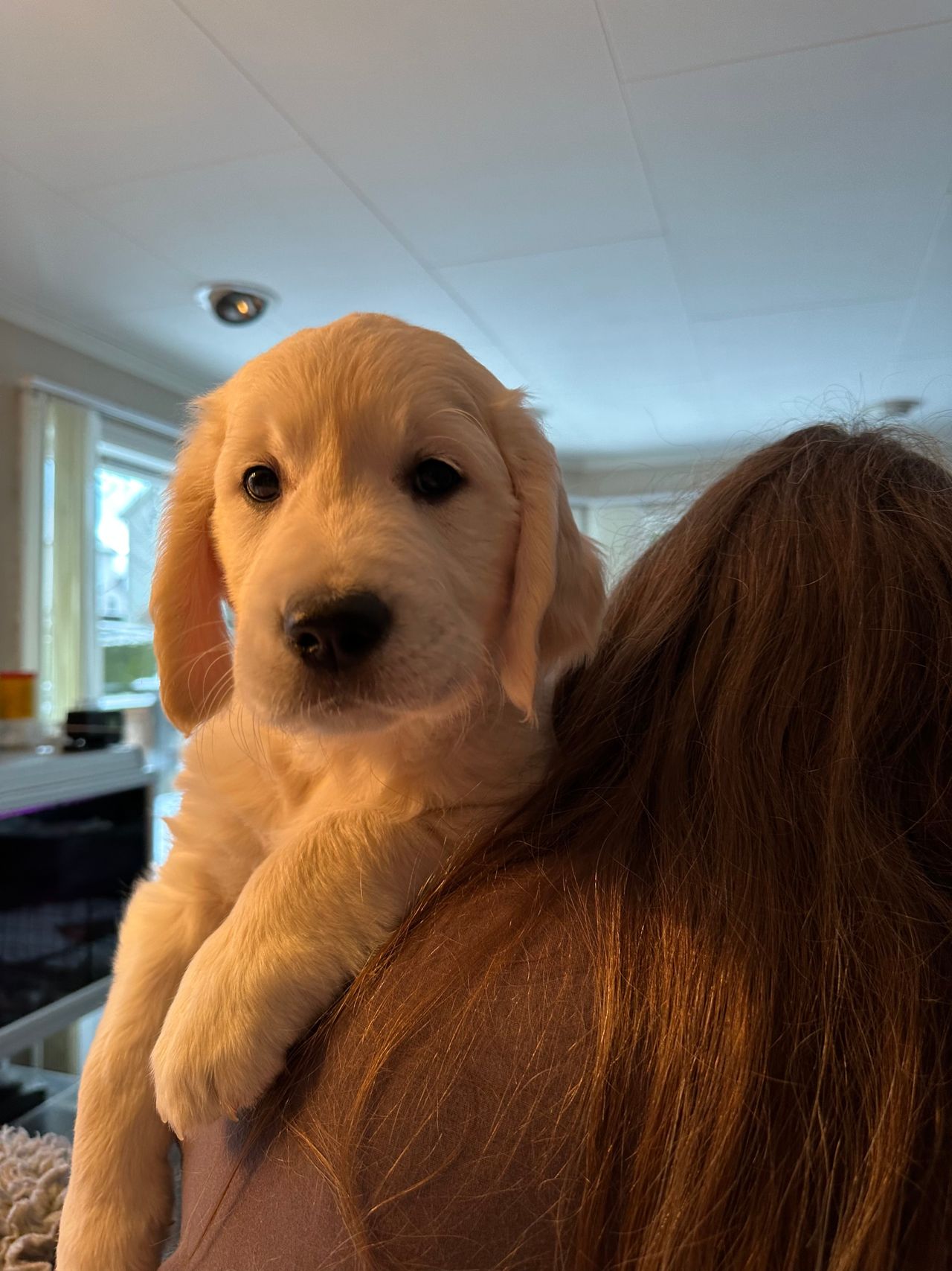 Leveringsklar Golden Retriever valp fra 13 desember FINN