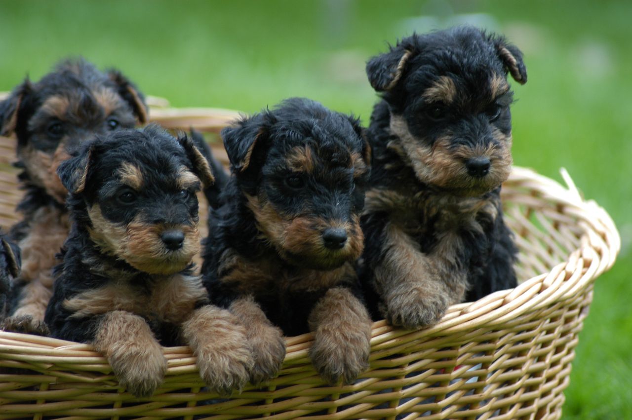 Welsh terrier