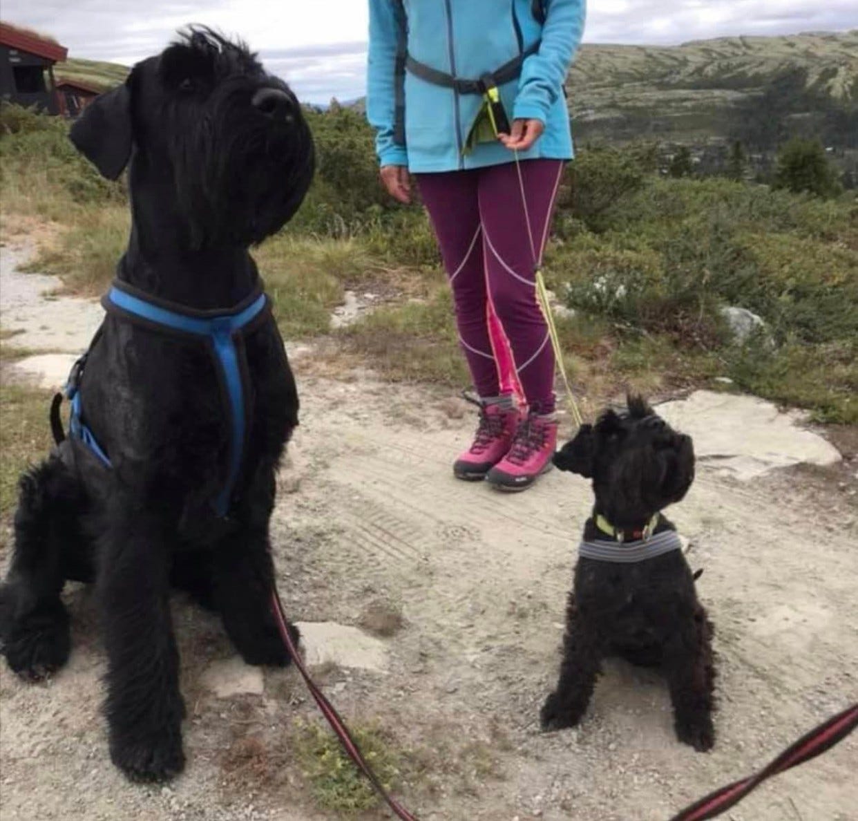 Eget skriv rundt hundehold.
(vi aksepterer ikke katt)
Det skal noteres ned i kontrakt om man har med hund da gjestene for eget skriv rundt hundehold og vask Galleribilde