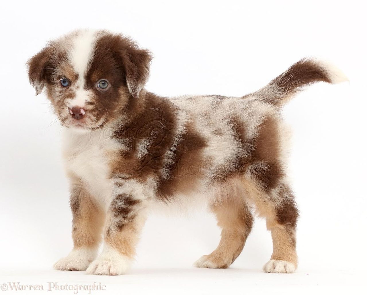 Australian Shepherd valp ønskes FINN