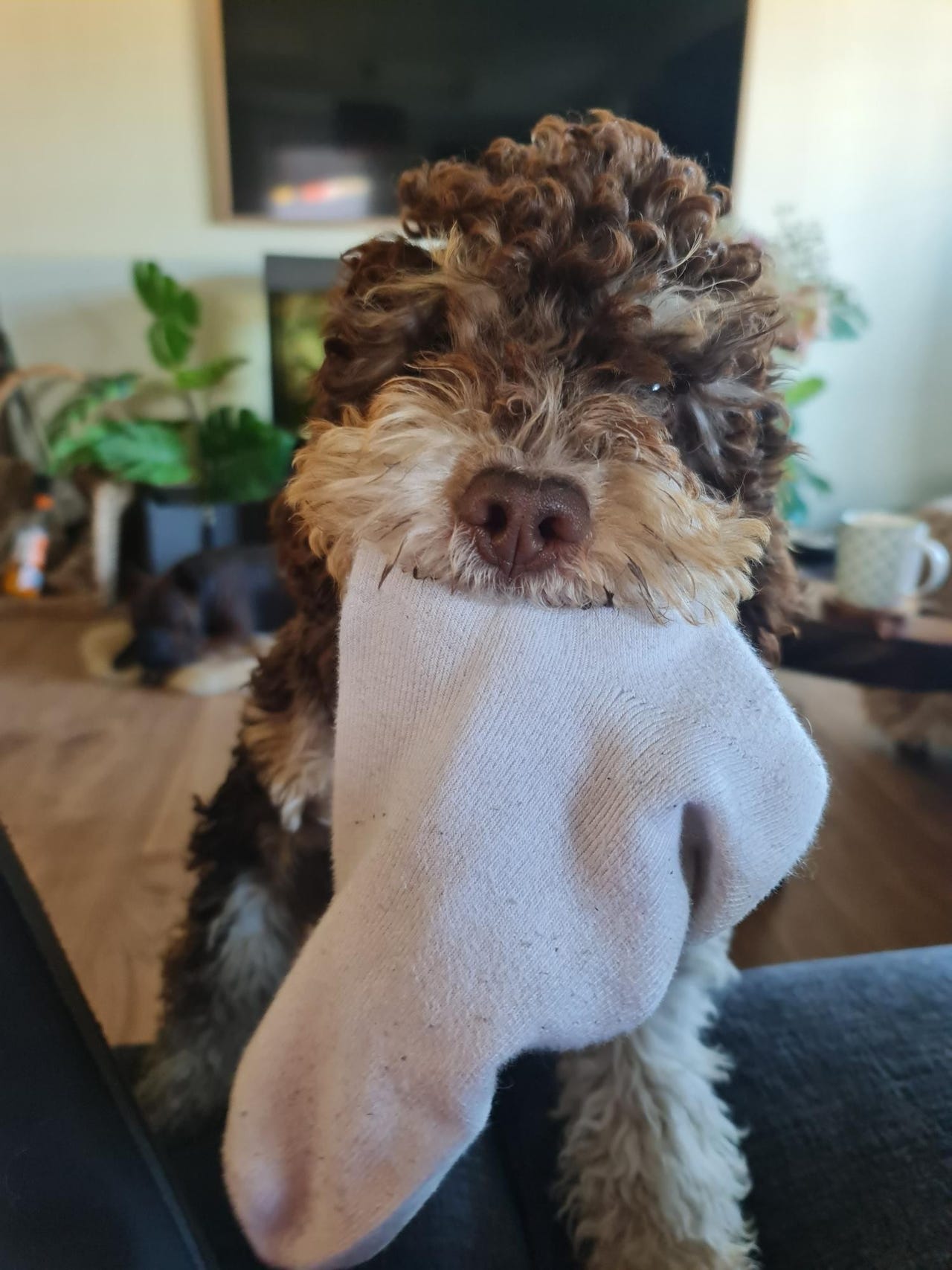 Lagotto romagnolo