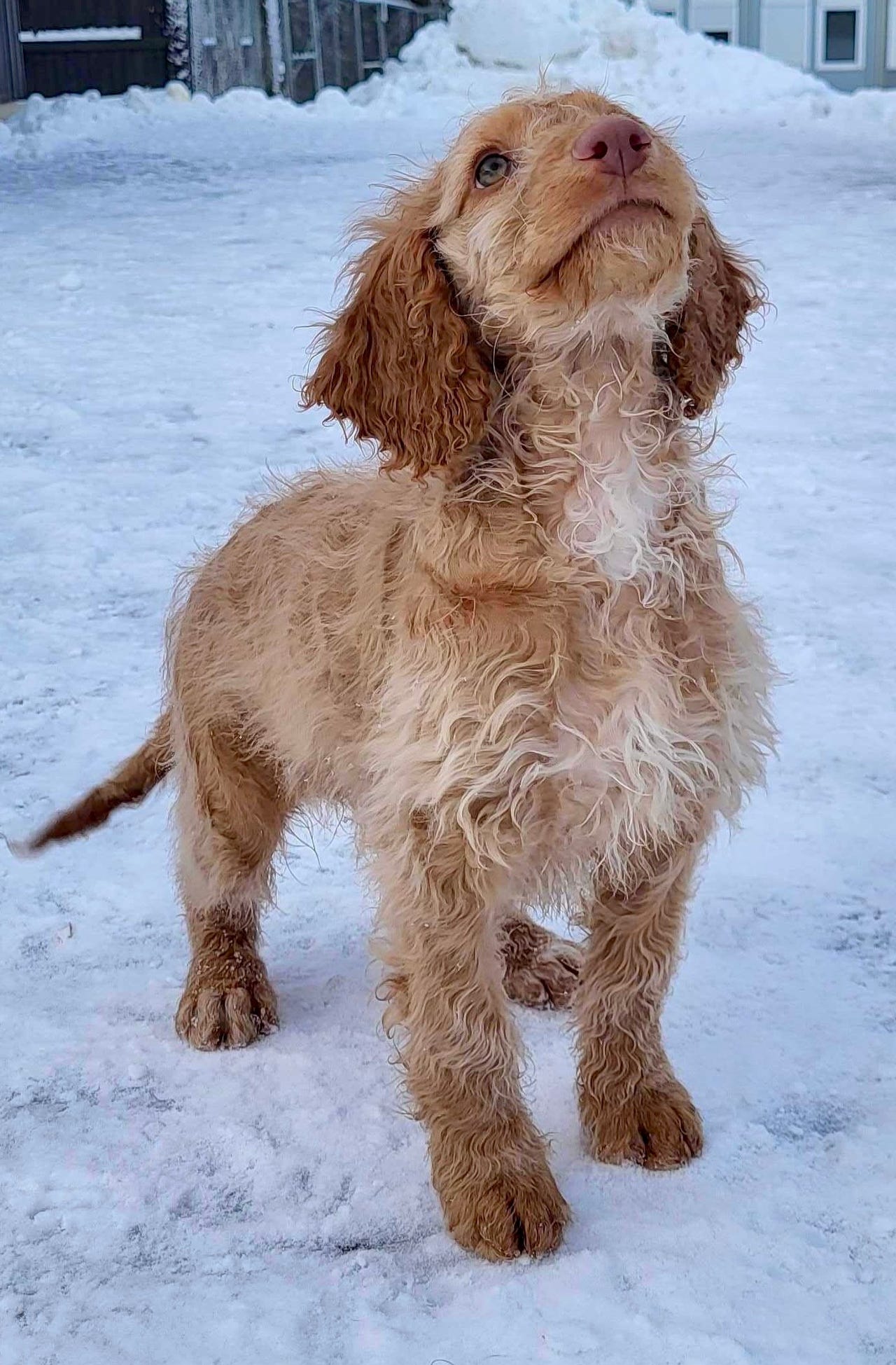 Australian Cobberdog valp på 12 uker søker familie FINN