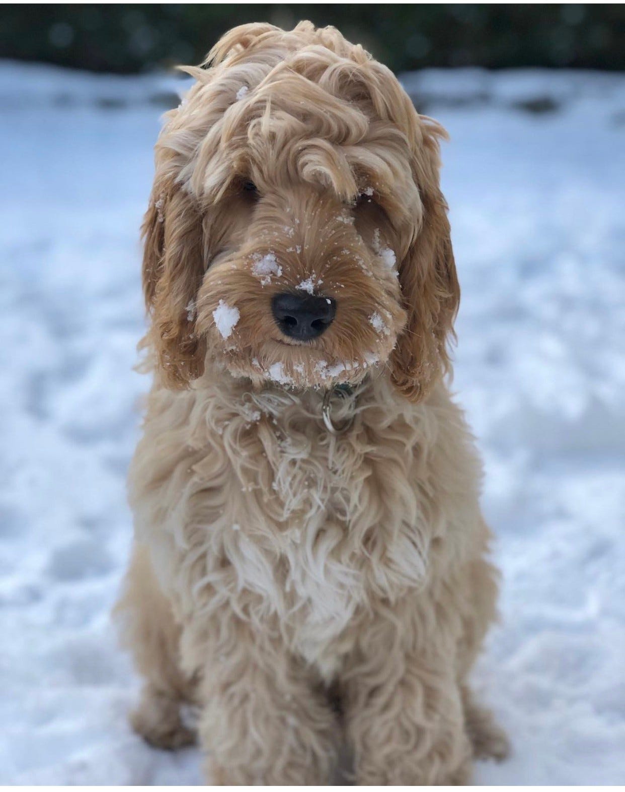 Nydelig og kjekk F1 Cockapoo valp søker nytt hjem | FINN torget