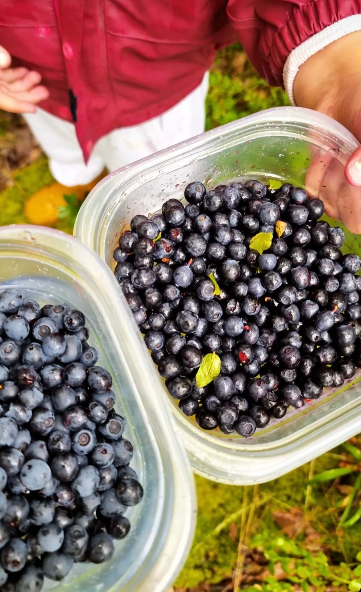 Blåbær fra 'blåbærskogen' rett i nærheten Galleribilde