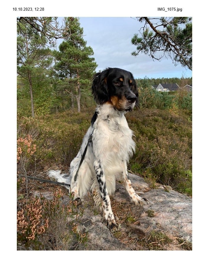 Engelsk setter