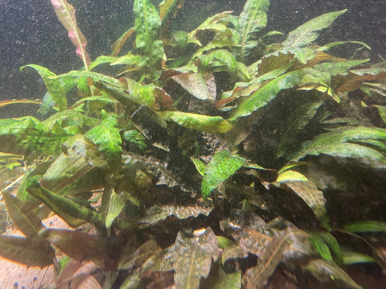 cryptocoryne-undulatus-red-finn-torget