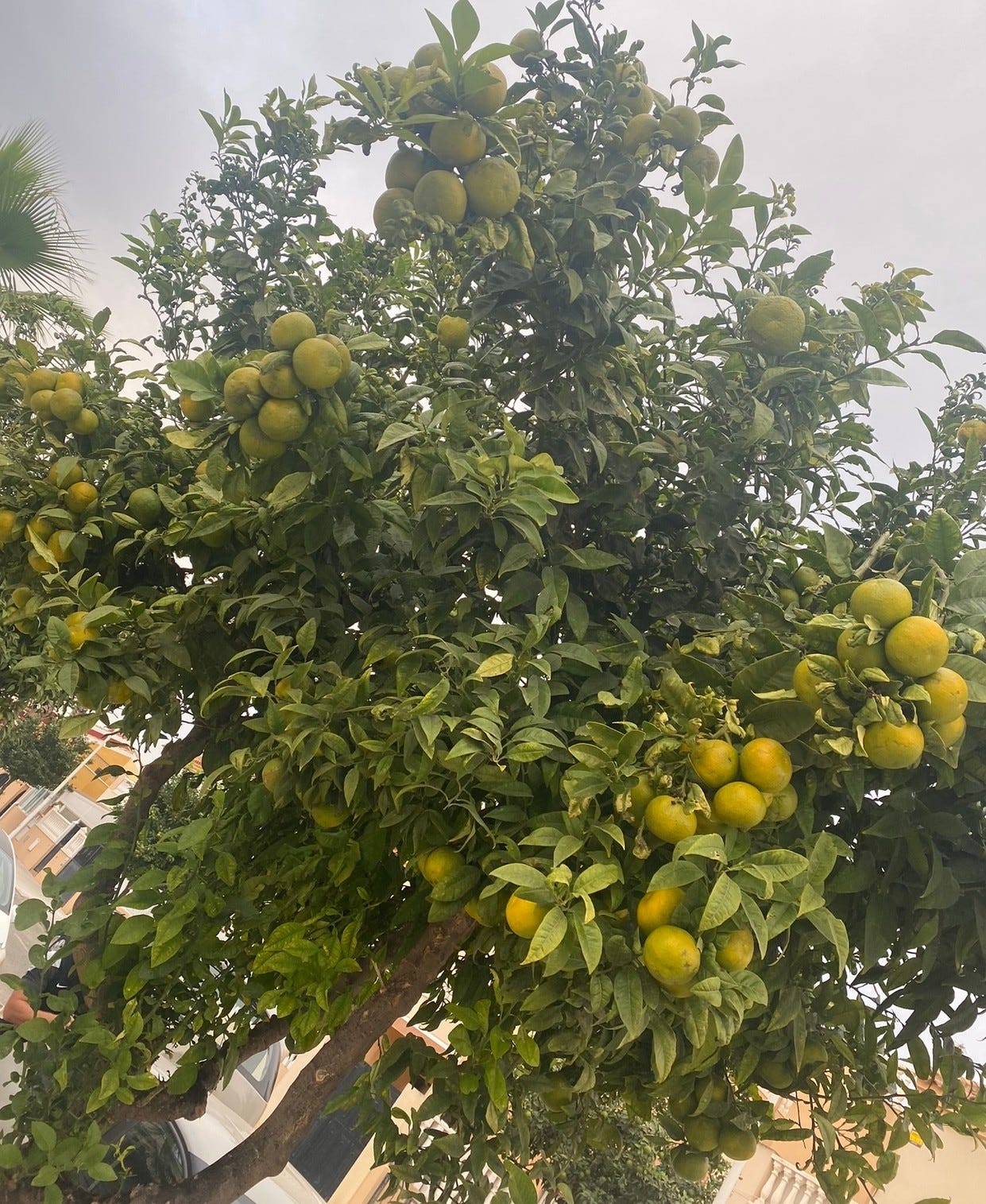 Appelsintre utenfor inngangsporten Galleribilde