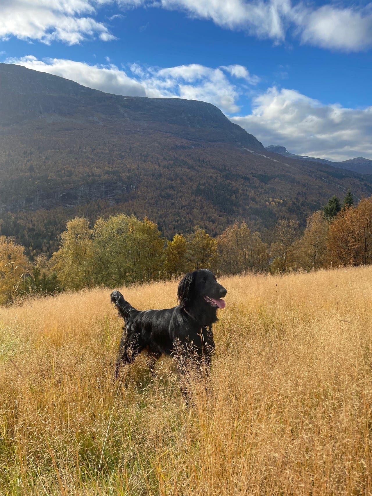 Flat coated retriever