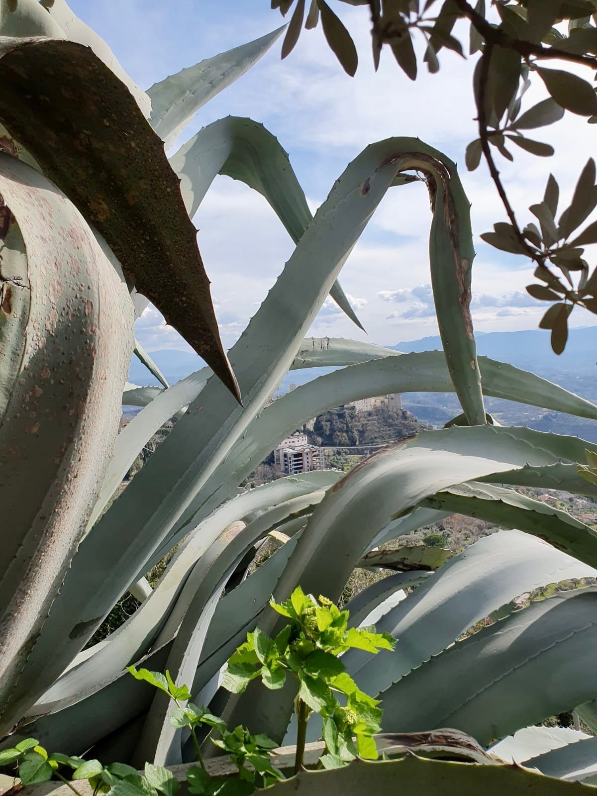Frodige aloe vera planter i hagen Galleribilde