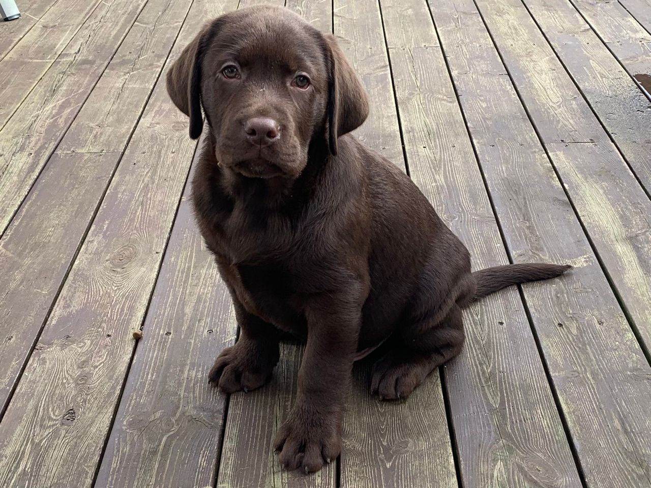labrador valp brun FINN