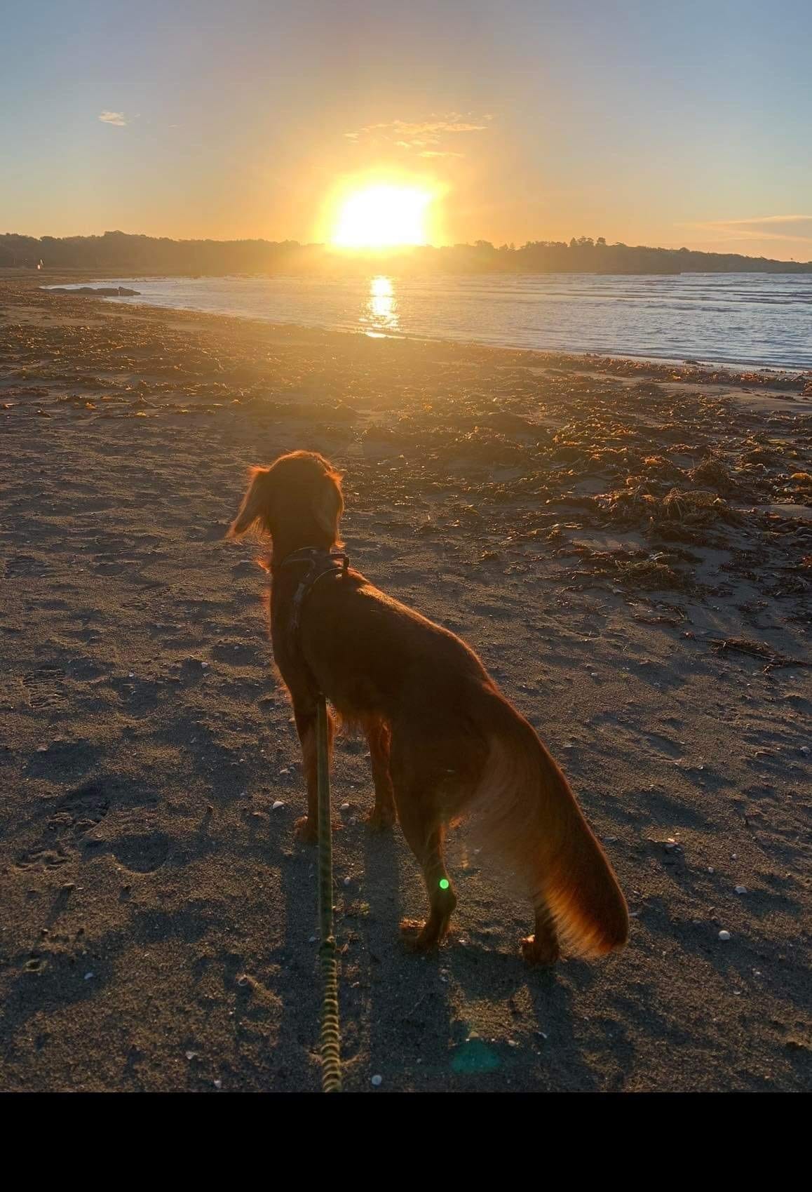 Soloppgang på stranda Galleribilde