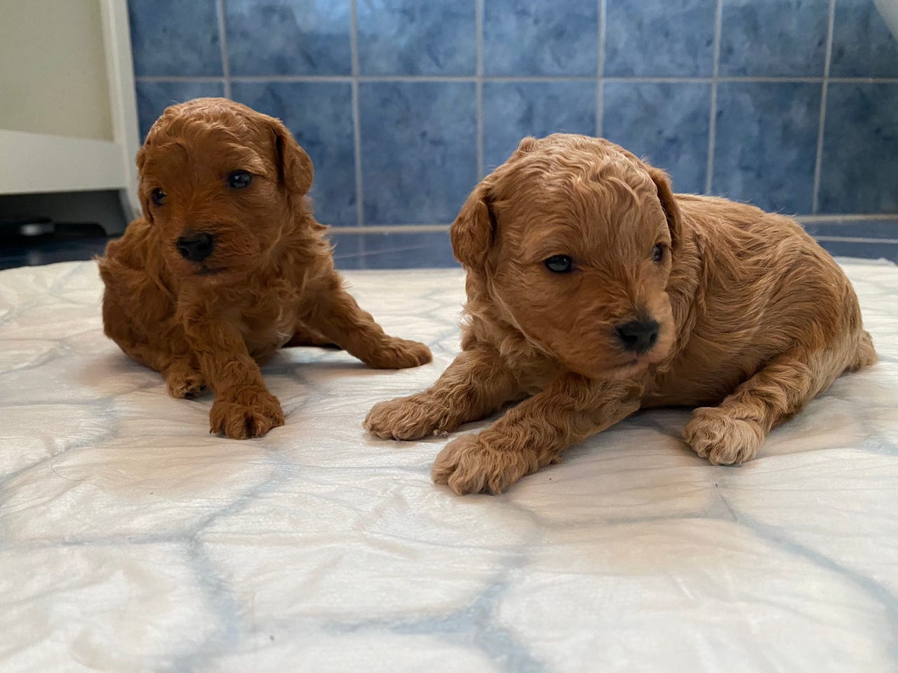 Toy puddel valper til salgs FINN