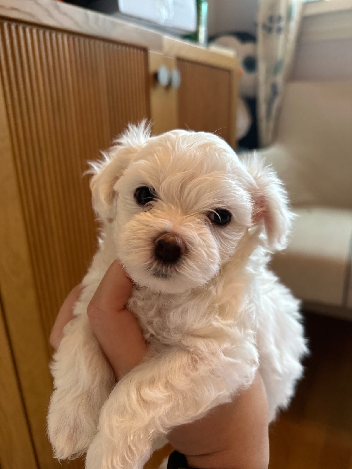 Malteser/Chinese Crested powder puff valper til salgs. Ny pris FINN