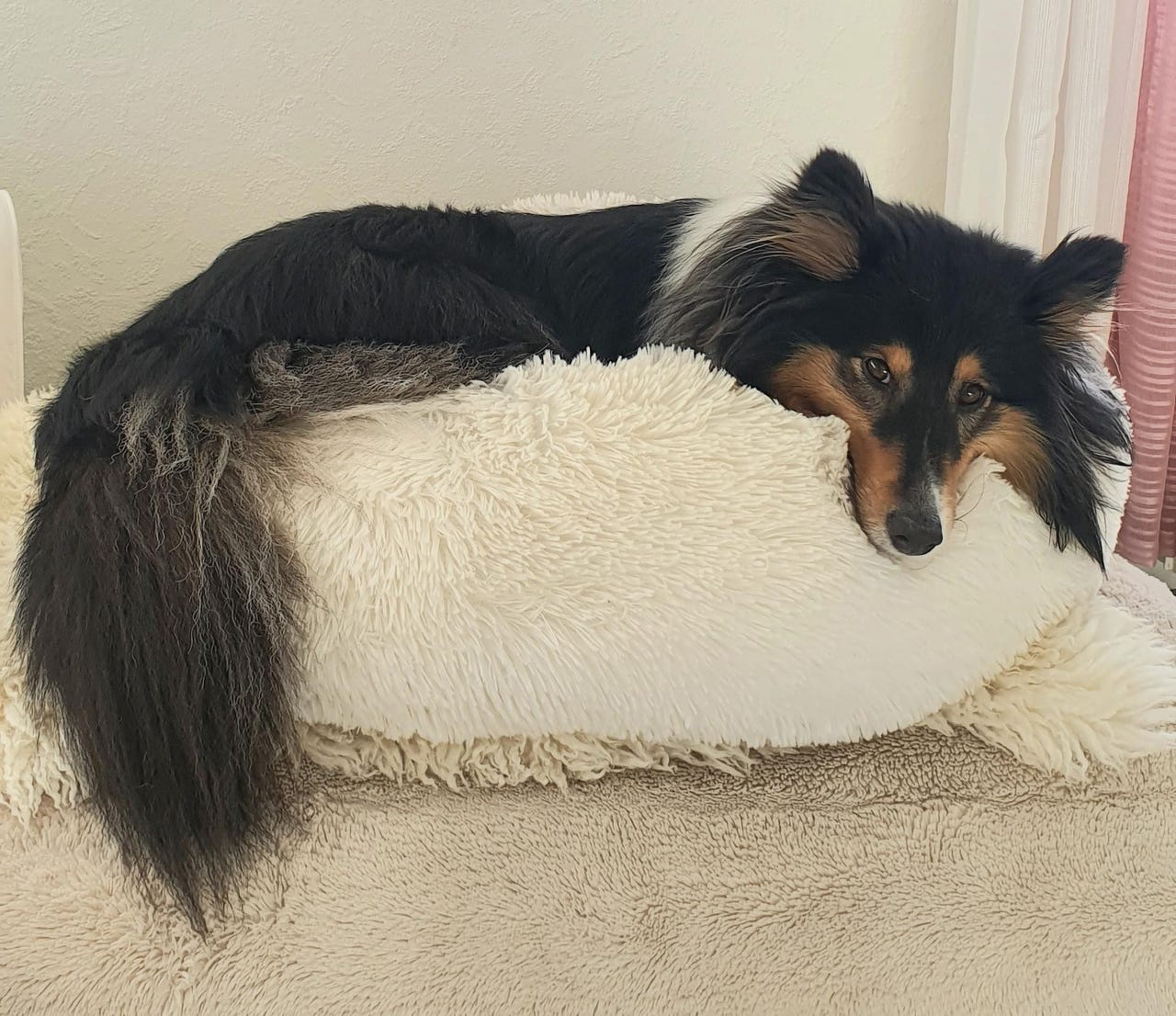 Katt/hunde Seng FINN