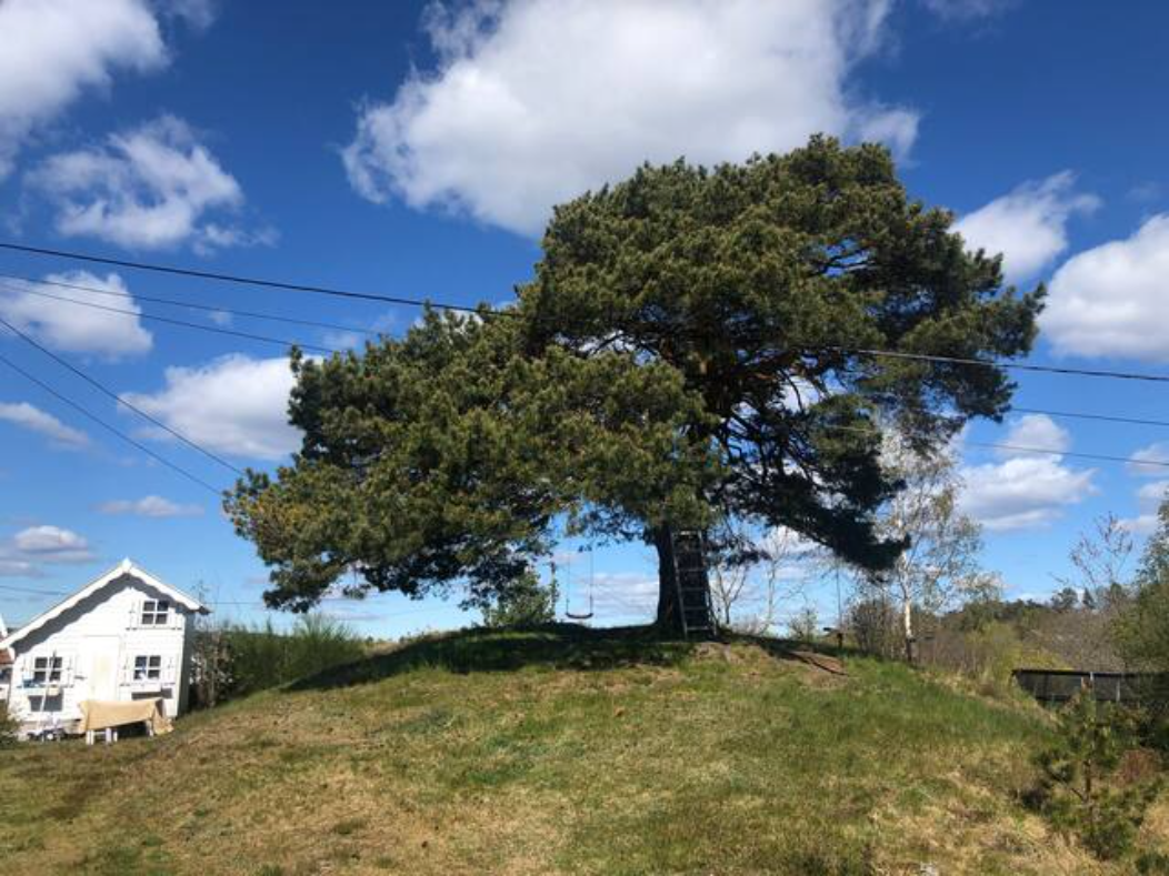 Flott usjenert hage Galleribilde