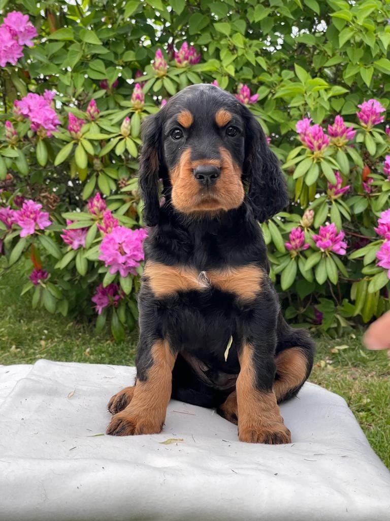 Gordon setter