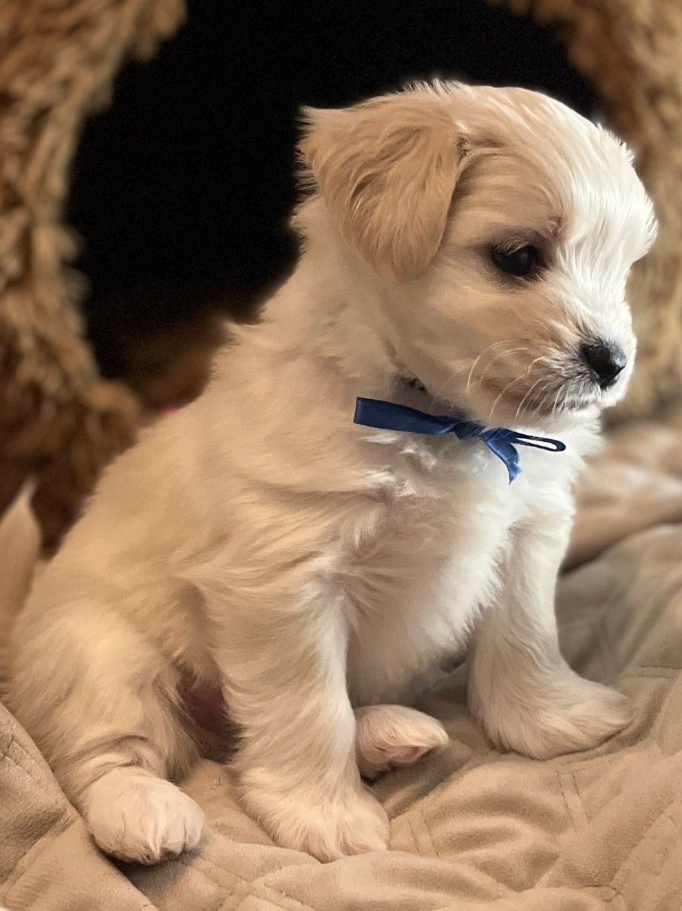 Maltipoo finn hot sale