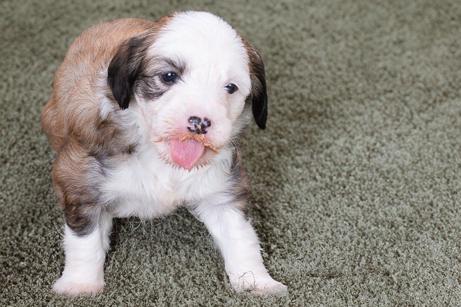 Chinese Crested Powderpuff MED stamtavle Hannhund ledig lev klar