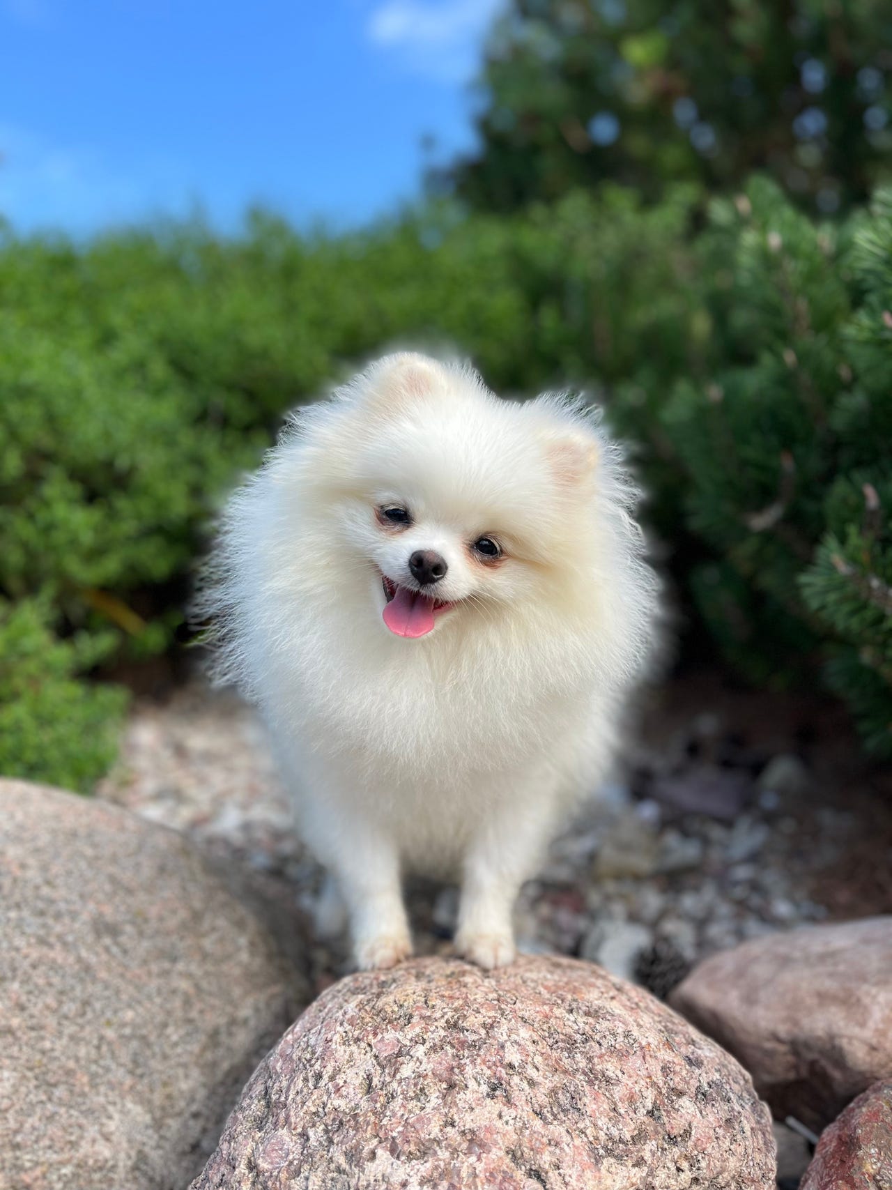 Pomeranian