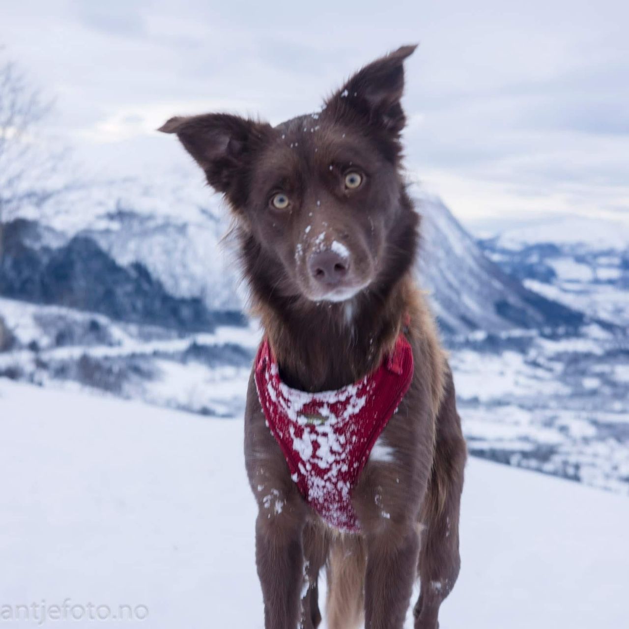 Border collie