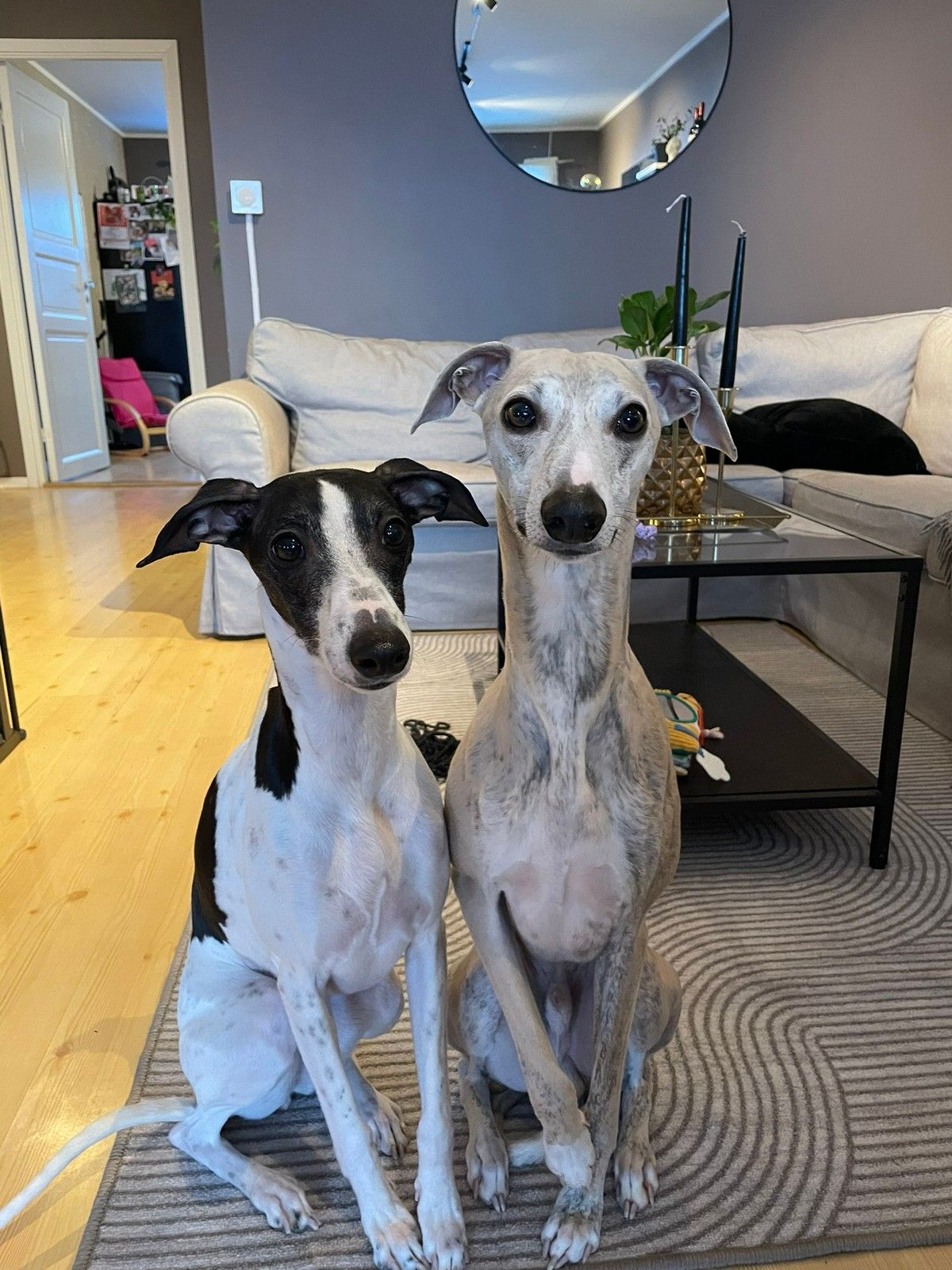 Whippet