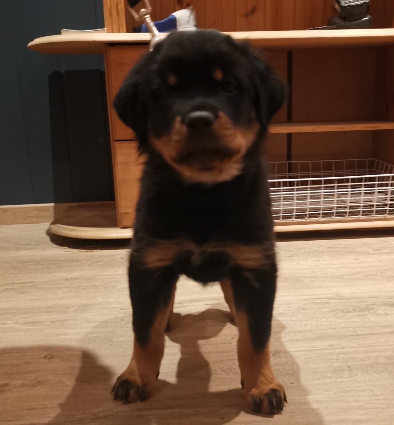 Valhalla Rottweilers Rottweiler valp | FINN-torget
