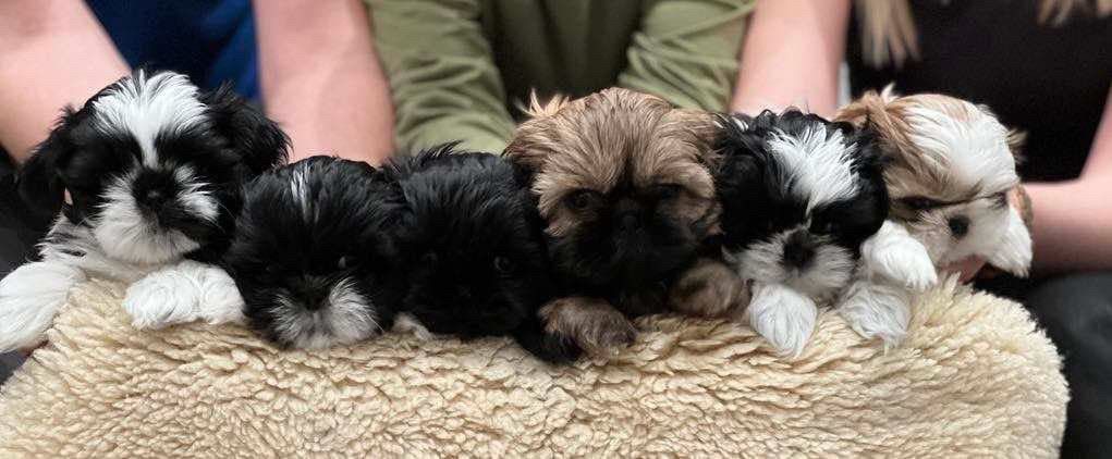 Shih tzu valper. LEVERINGSKLARE.. 1 hel sort hanne igjen. | FINN ..., حجم الصورة 1021x422