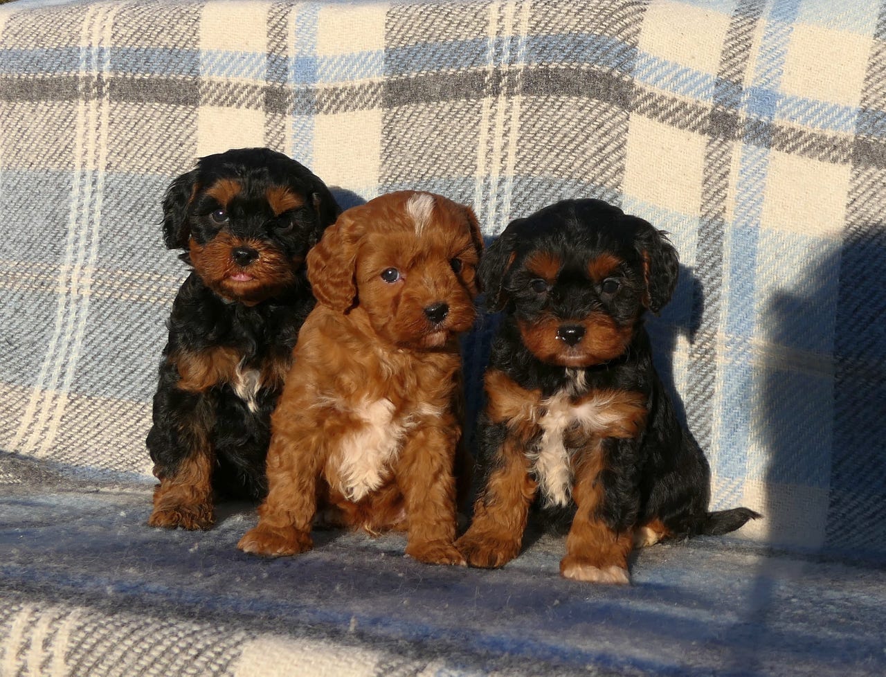 🧡Cavapoo valper🖤 | FINN-torget