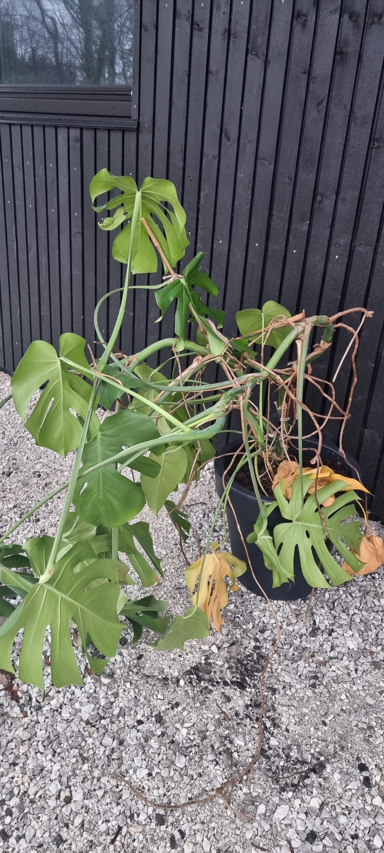 Monstera Deliciosa Leveringsplanter 1 main image 1