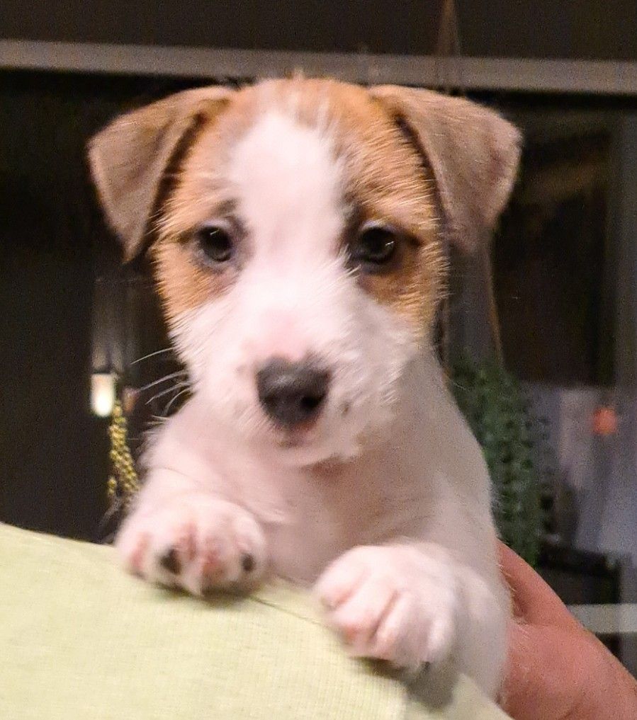 Jack Russell Terrier Hannvalp NKK Reg FINN Torget