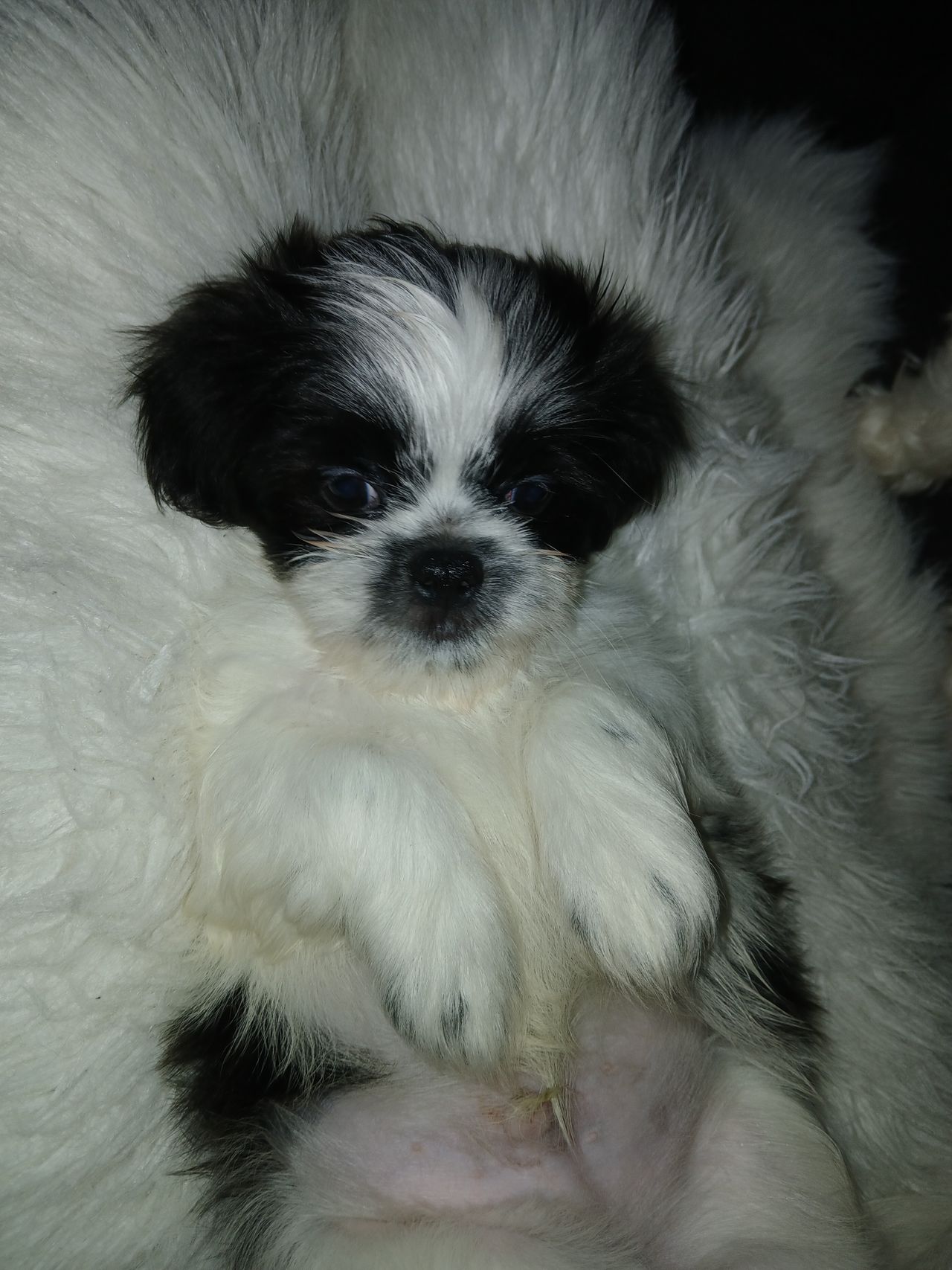 SHIH TZU valper | FINN-torget, حجم الصورة 1280x1707