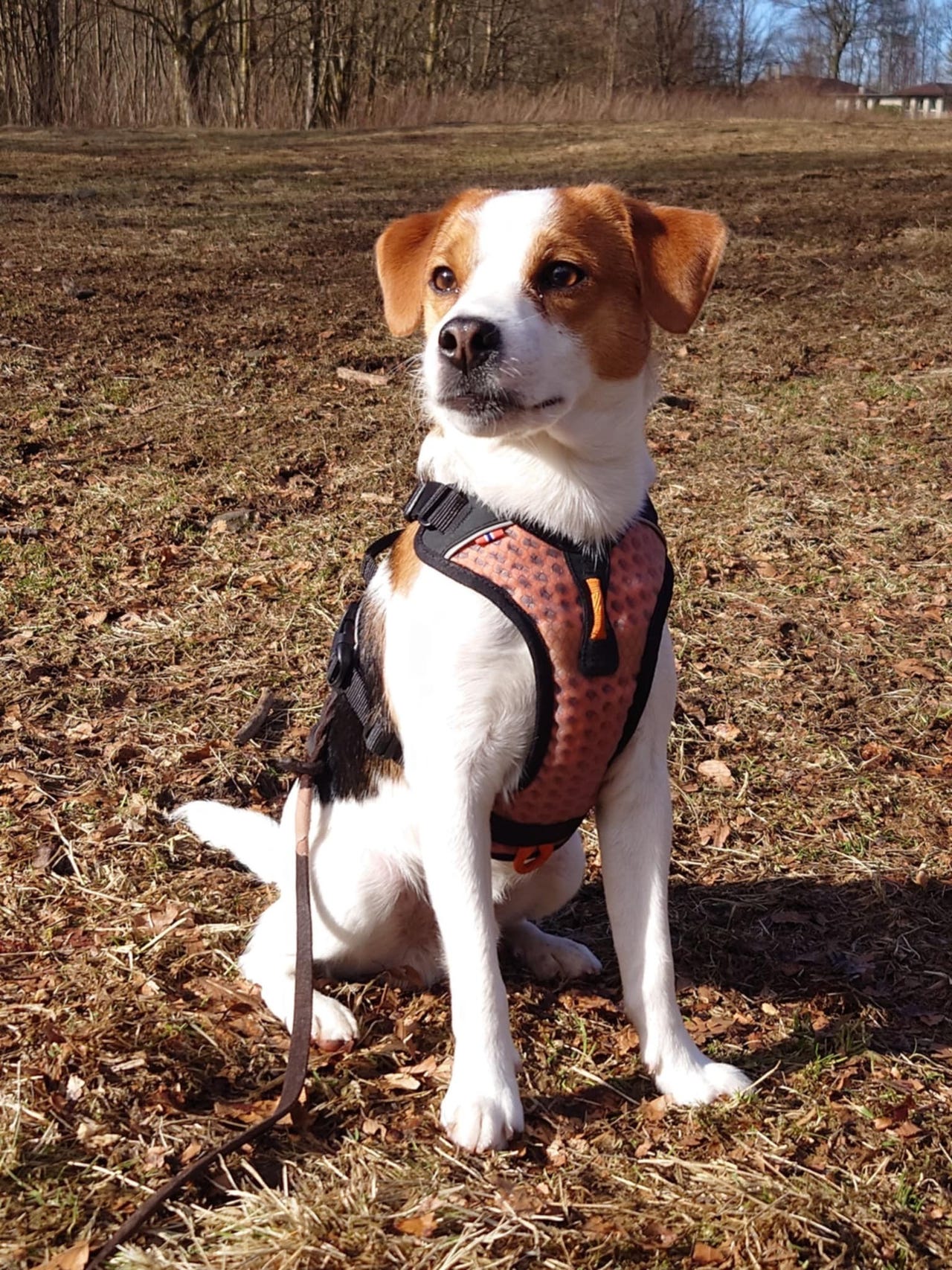 Dansk-svensk gårdshund